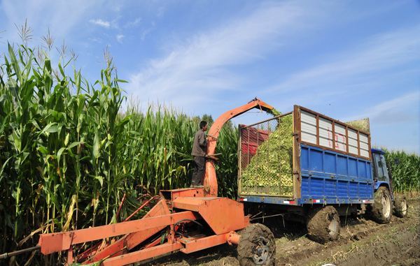 【实用技术】全株玉米青贮制作技术要点