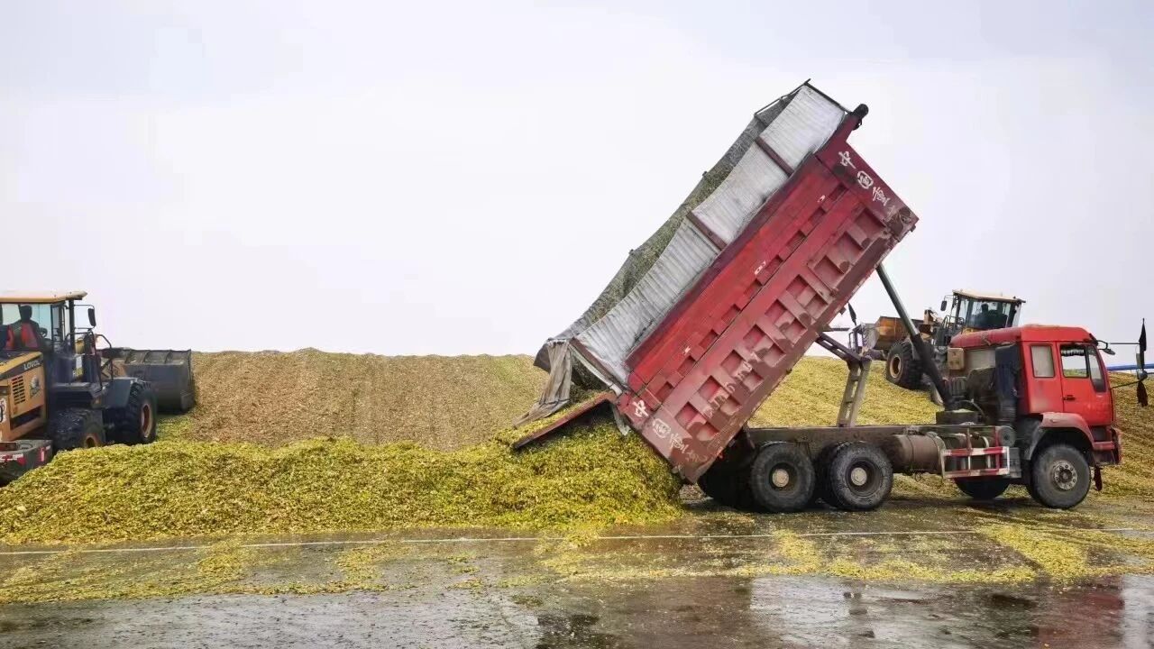 【实用技术】青贮饲料加工技术