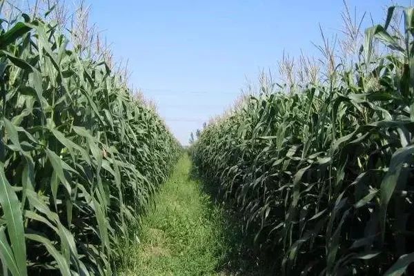 全国畜牧总站发布全株玉米青贮防霉和养牛场防控霉菌毒素技术要点