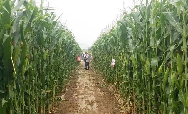 青贮玉米你了解多少？