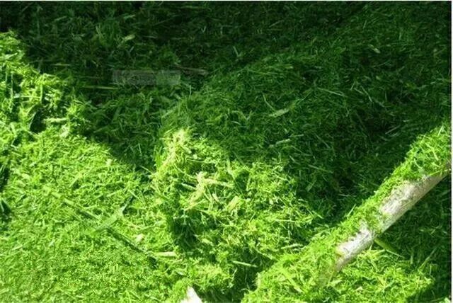 ​[ 实用技术 ]吴哲：降雨季节青贮饲料科学管理技术