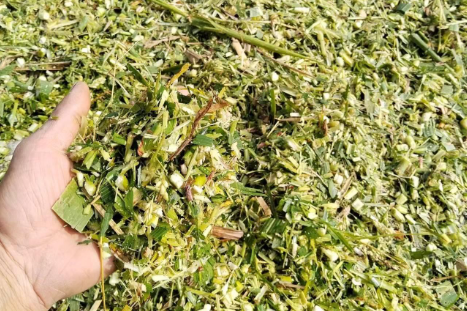 玉米青贮防霉技术要点